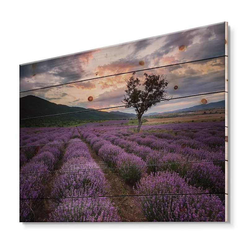 Designart - Lavender Field At Dawn III