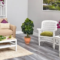 3.5ft. Umbrella Tree in Terra Cotta Planter