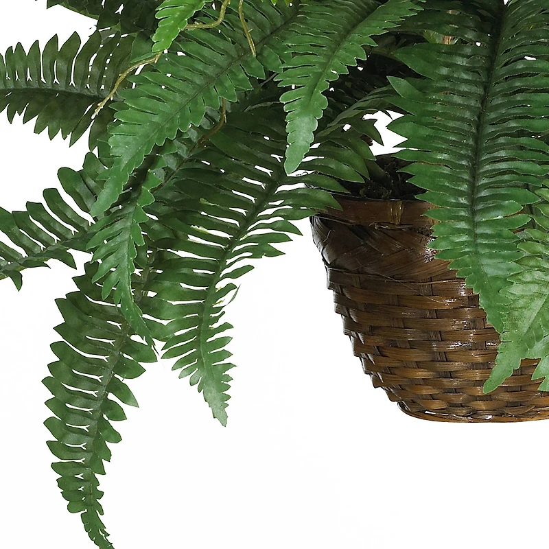18" Boston Fern Hanging Basket