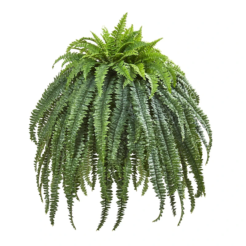 2ft. Giant Boston Fern in Cement Bowl