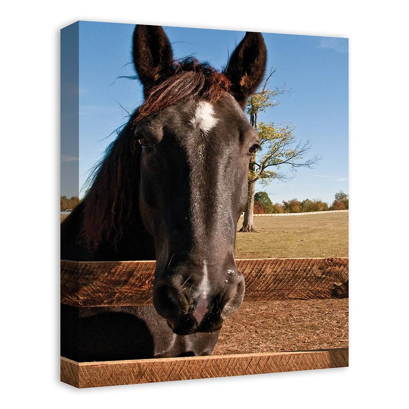Horse Head 16" x 20" Canvas Wall Art