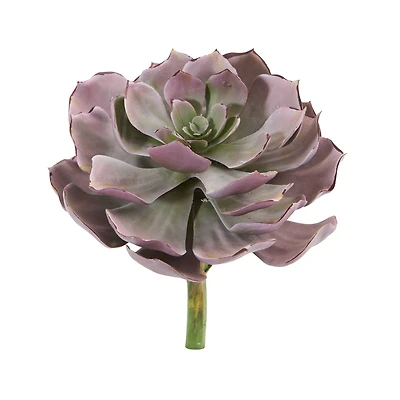 8'' Echeveria Succulent Pick, 6ct.