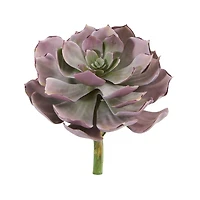 8'' Echeveria Succulent Pick, 6ct.