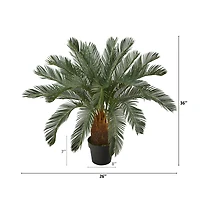 3ft. Potted Cycas Tree