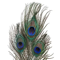 Peacock Feather Picks by Ashland®