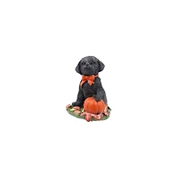Mini Lab with Pumpkin by Ashland®
