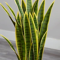 2.5ft. Green & Yellow Snake Plant in White Planter