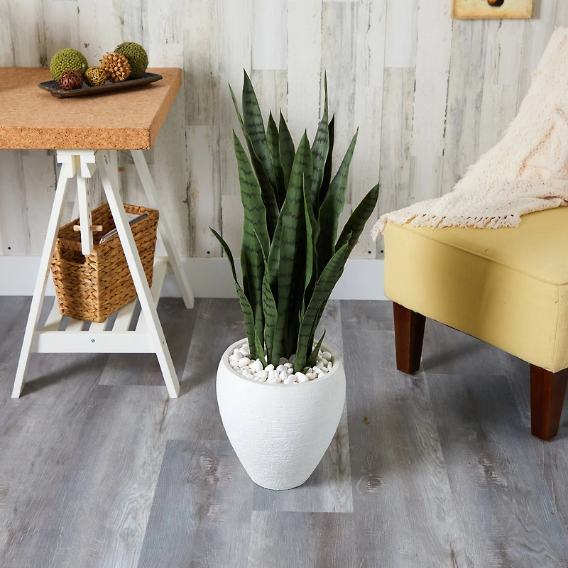 3ft. Snake Plant in White Planter