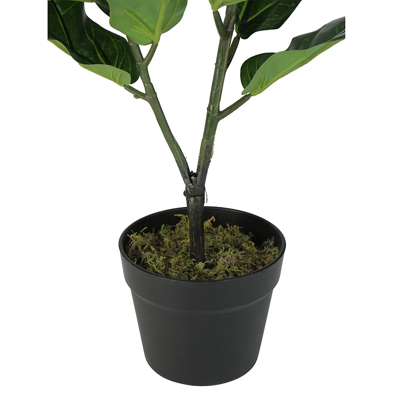 2.4ft. Potted Dark Green Fiddle Leaf Fig Plant