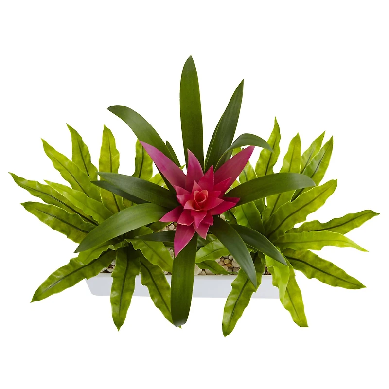 14" Bromeliad & Birds Nest Arrangement in Rectangular Planter