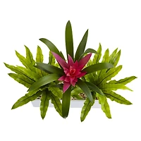 14" Bromeliad & Birds Nest Arrangement in Rectangular Planter