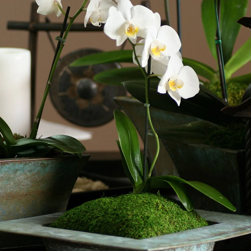 12 Pack: SuperMoss® Preserved Sheet Moss