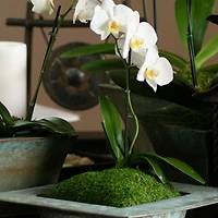 12 Pack: SuperMoss® Preserved Sheet Moss