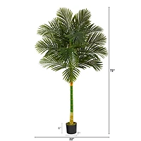 6ft. Potted Golden Cane Palm Tree