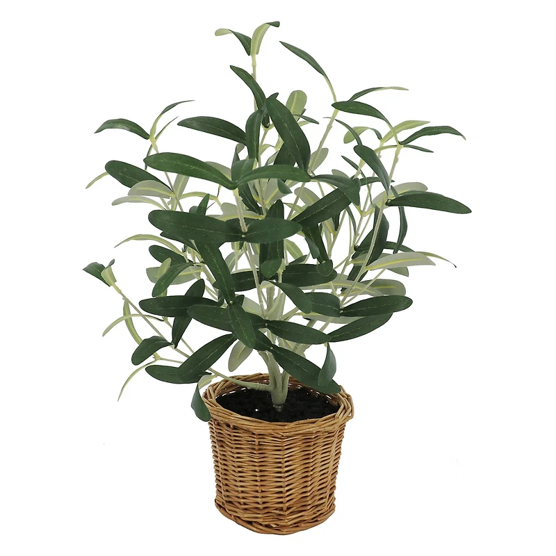 16" Olive Leaf Bush in Rattan Basket by Ashland®