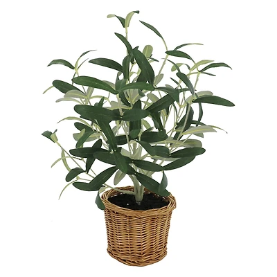 16" Olive Leaf Bush in Rattan Basket by Ashland®