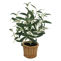 16" Olive Leaf Bush in Rattan Basket by Ashland®
