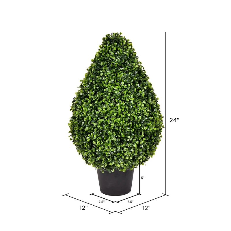 2ft. Potted Boxwood Teardrop Shaped Bush