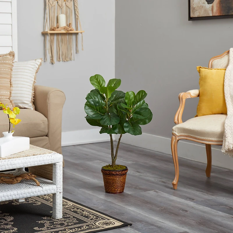 2.7ft. Fiddle Leaf Fig Tree in Basket