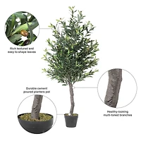 4ft. Potted Olive Tree