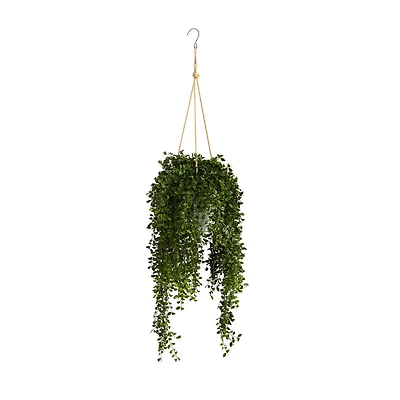 4ft. Honey Locust Plant in Hanging Metal Bucket