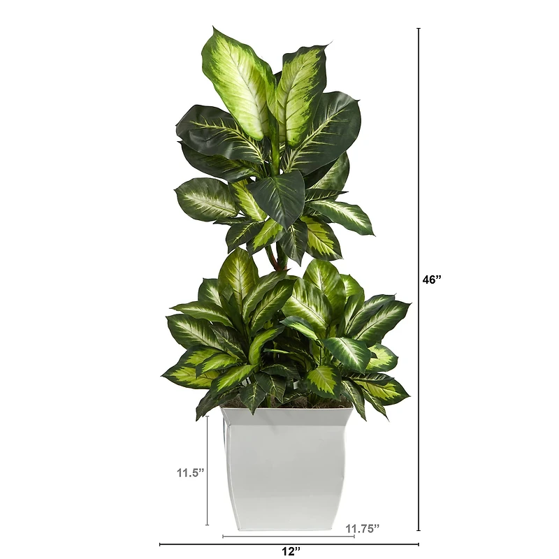 4ft. Golden Dumb Cane Plant in White Metal Planter