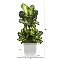 4ft. Golden Dumb Cane Plant in White Metal Planter