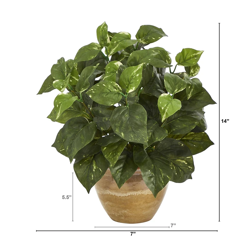 14" Pothos Plant in Ceramic Planter