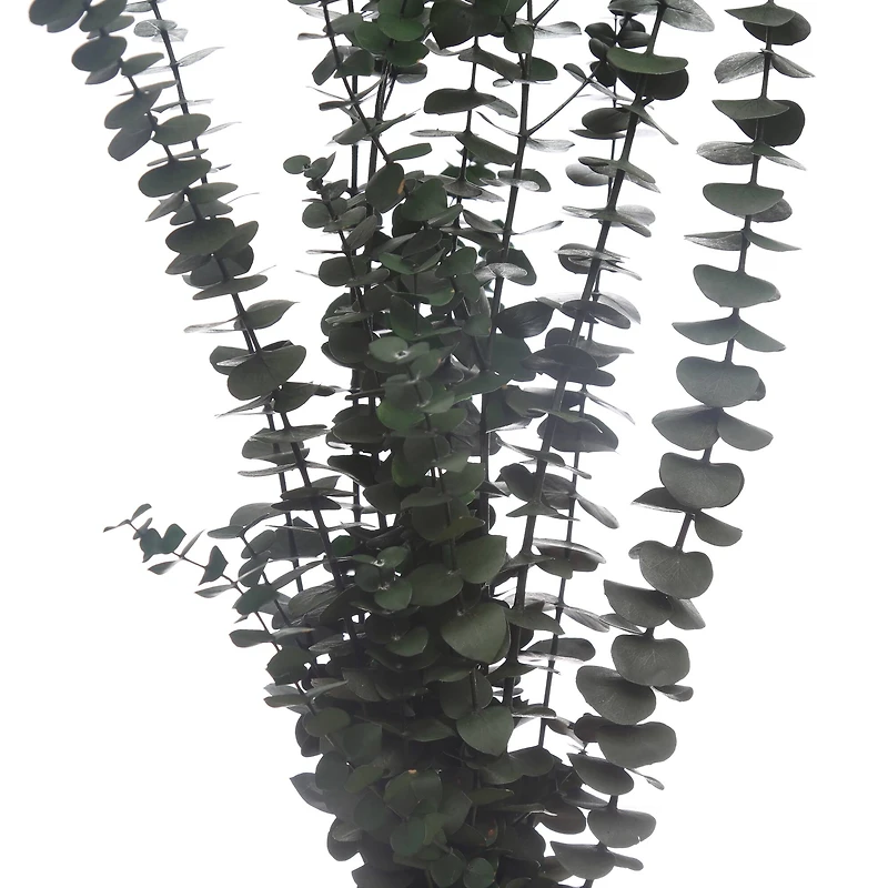 16 Pack: Dark Green Dried Eucalyptus Bundle by Ashland®
