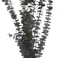 16 Pack: Dark Green Dried Eucalyptus Bundle by Ashland®