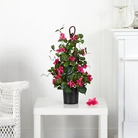 2ft. Potted Bougainvillea Climbing Plant