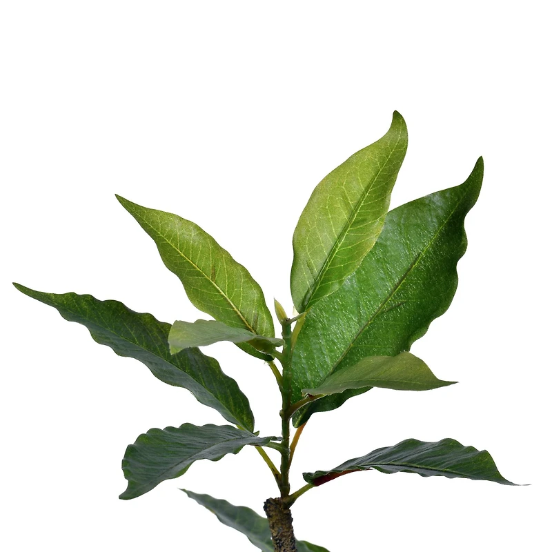 6ft. Potted Green Nandina Tree