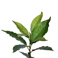 6ft. Potted Green Nandina Tree