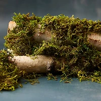 12 Pack: Preserved Forest Moss by Ashland®