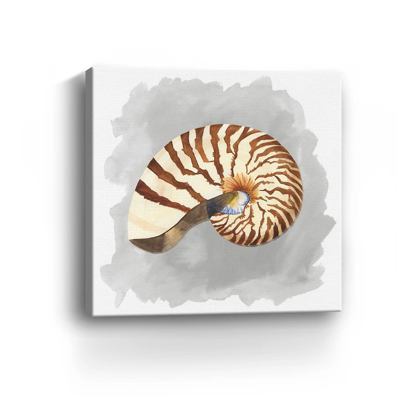 Shells On Grey III Canvas Giclee