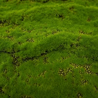 12" x 12" Green Faux Moss Mat by Ashland®