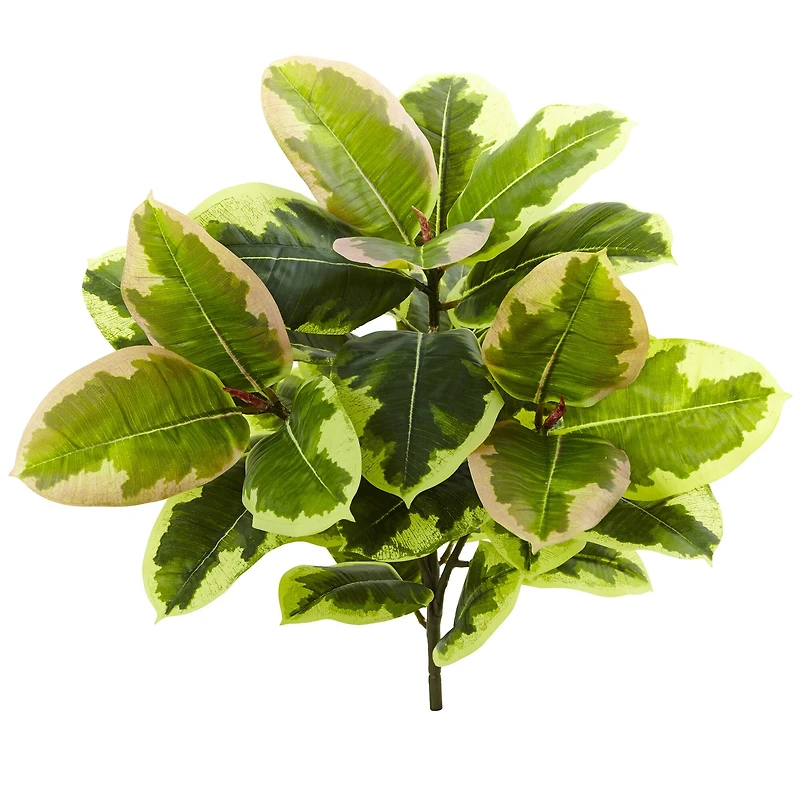Green Rubber Leaf Plant, 3ct.