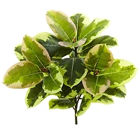 Green Rubber Leaf Plant, 3ct.