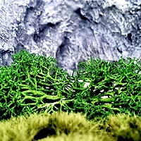 JTT Scenery Products Green Landscape Lichen