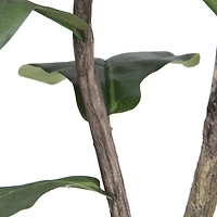 10ft. Potted Fiddle Tree