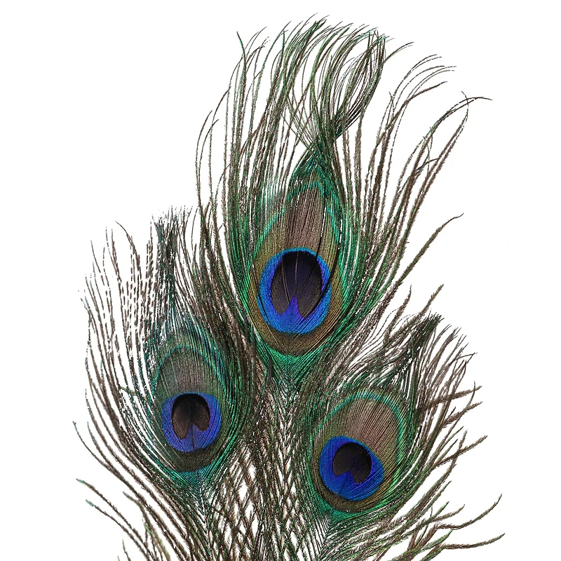 12 Pack: Peacock Feather Picks by Ashland®