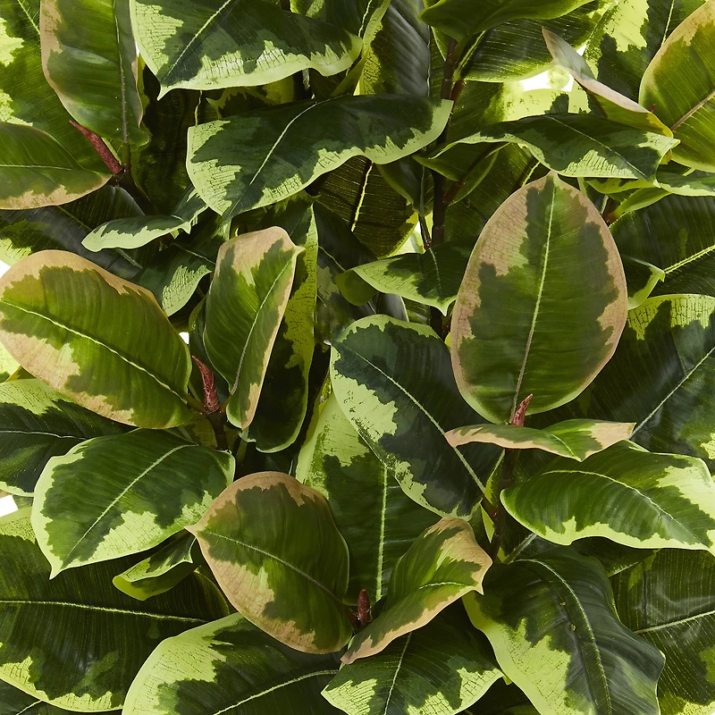 4ft. Variegated Rubber Leaf Tree In White Tower Vase