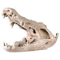Design Toscano 28" Crocodile Skull Sculptural Artifact