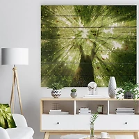 Designart - Sunlight Peeking through Green Tree