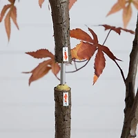 7ft. Autumn Japanese Maple Artificial Fall Tree