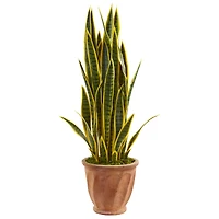 3ft. Snake Plant in Terracotta Planter