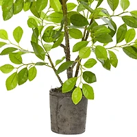 3ft. Ficus Tree in Faux Concrete Planter