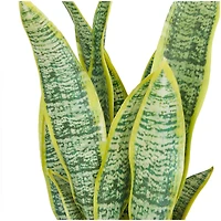 The Novogratz 25" Green Snake Faux Foliage Artificial Plant with White Porcelain Pot and Gold Stand