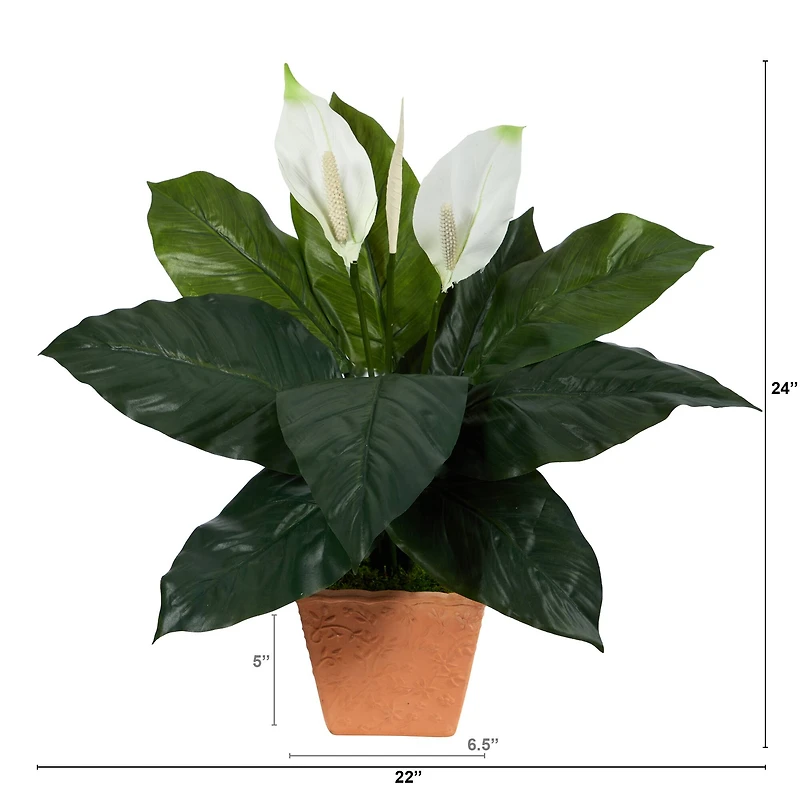 2ft. Peace Lily Plant in Terra Cotta Planter