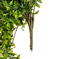 2.5ft. Green Buckler Fern Vine